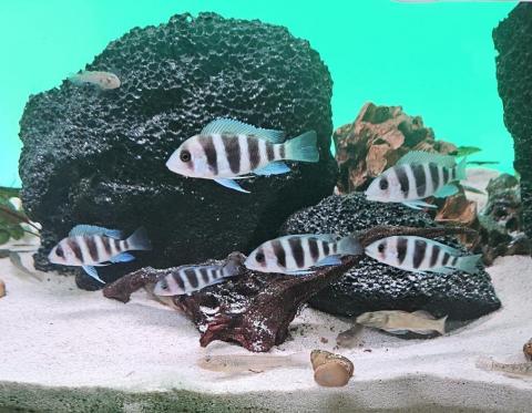 優美園藝，水族工程保護 - 