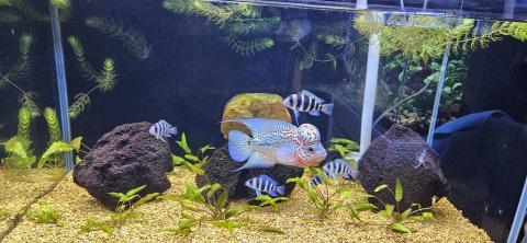 優美園藝，水族工程保護 - 