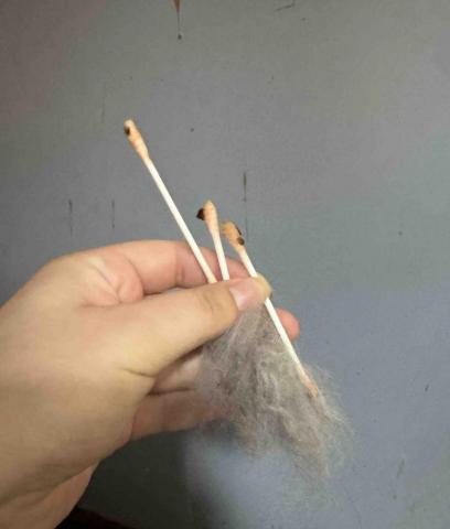 Purffet Hong Kong - 貓貓到底什麼時候要清潔耳朵呢？
答案係按需要嘅，一般貓貓其實會自己洗面嘅時候洗埋耳仔。
如果我哋目測見到有黑色異物，有耳垢咁貓貓如果不是有耳蟎就是有馬拉色菌，其實就係時候要洗耳仔。一般要堅持1星期到2星期先可以完全斷尾。
如果佢唔係有耳蟎清潔出嚟既綿花棒係只係淺黃色，而上圖既就係有耳蟎既情況。