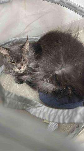 Purffet Hong Kong - 我哋唔用寵物烘乾機 
出面寵物店好多烘乾機 
但係吹出嚟嘅毛係唔會乾 因為底部未乾 
所以我哋係用人手拉毛啲毛，又直又滑之餘
可以隨時觀察寵物的狀況 隨時都可以停風筒