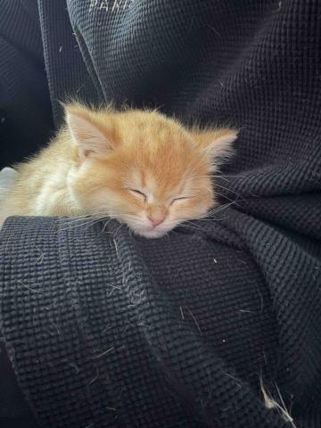 Purffet Hong Kong - 貓BB可唔可以沖涼？
正式未打齊針嘅都唔見沖涼
但係如果貓貓好污糟咁點算？
我哋可以選擇乾洗嘅方法

1乾洗粉
2免沖洗泡沫
3將泡沫梳墊底層
4再用乾毛巾慢慢逐層抹乾
咁你既貓bb就會香噴噴喇！