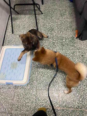 00’s Anson Babysitter -  00’s Anson Babysitter -