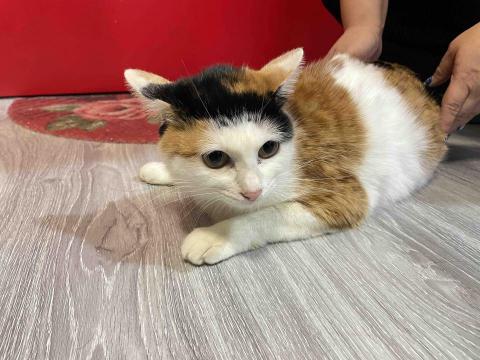 Debby.petgrooming_petsitter.hk - 剪指甲 Debby.petgrooming_petsitter.hk - 剪指甲