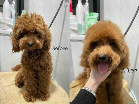 Debby.petgrooming_petsitter.hk - 貴婦*小朋友.沖涼 Debby.petgrooming_petsitter.hk - 貴婦*小朋友.沖涼