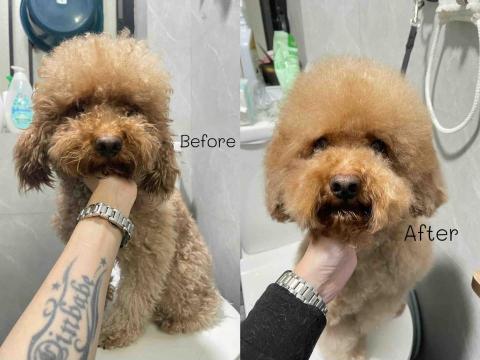 Debby.petgrooming_petsitter.hk - 貴婦*衰仔.沖涼 Debby.petgrooming_petsitter.hk - 貴婦*衰仔.沖涼