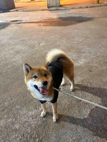 Debby.petgrooming_petsitter.hk - 遛柴柴 Debby.petgrooming_petsitter.hk - 遛柴柴