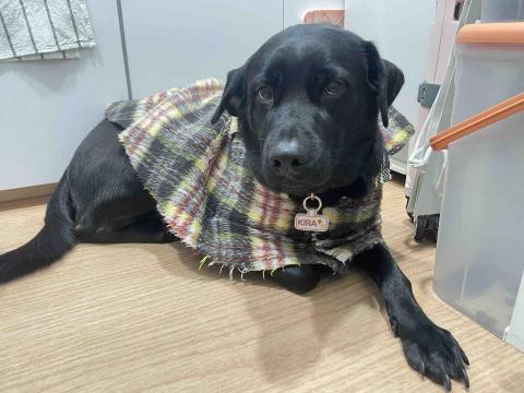 Debby.petgrooming_petsitter.hk - 沖涼涼既Kira Debby.petgrooming_petsitter.hk - 沖涼涼既Kira