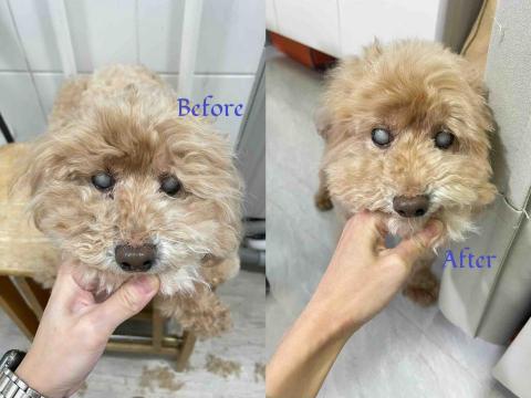Debby.petgrooming_petsitter.hk - 貴婦*mike.沖涼 Debby.petgrooming_petsitter.hk - 貴婦*mike.沖涼