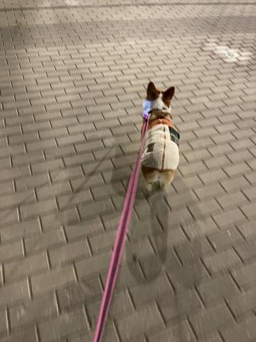 留下喵步 -  留下喵步 -