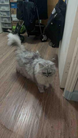 Debby.petgrooming_petsitter.hk - 上門寵物保母 Debby.petgrooming_petsitter.hk - 上門寵物保母