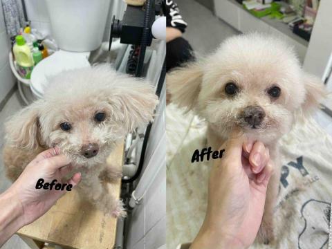 Debby.petgrooming_petsitter.hk - 貴婦*Coffee.沖涼 Debby.petgrooming_petsitter.hk - 貴婦*Coffee.沖涼