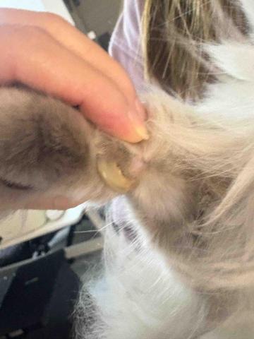 Debby.petgrooming_petsitter.hk - 幫貓貓剪倒勾 Debby.petgrooming_petsitter.hk - 幫貓貓剪倒勾