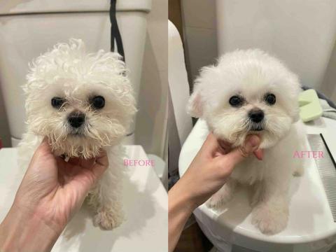 Debby.petgrooming_petsitter.hk - 4個月大既比熊*bb.沖涼 Debby.petgrooming_petsitter.hk - 4個月大既比熊*bb.沖涼