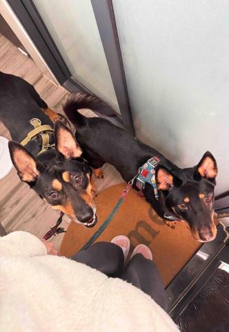 Mandy - 寵物寄宿 Mandy - 寵物寄宿