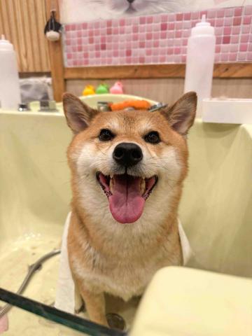 Mandy - 寵物美容 Mandy - 寵物美容