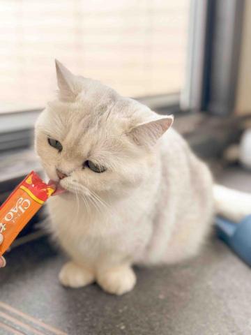 Mandy - 上門照顧 貓貓 Mandy - 上門照顧 貓貓