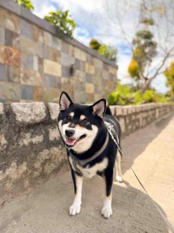 Mandy - 上門寵物保母服務~遛狗 Mandy - 上門寵物保母服務~遛狗