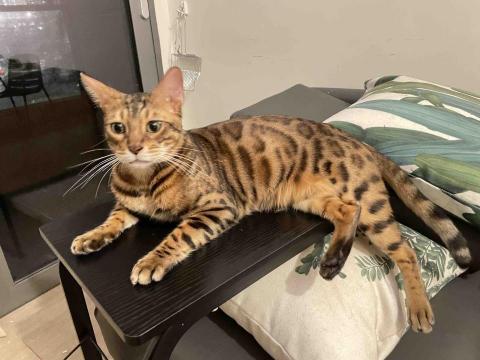 Debby.petgrooming_petsitter.hk - 筲箕灣-寵物保母 Debby.petgrooming_petsitter.hk - 筲箕灣-寵物保母