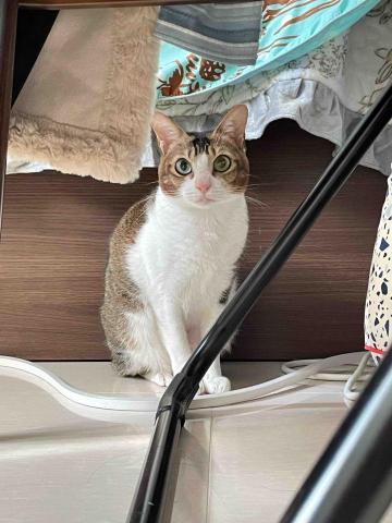 Debby.petgrooming_petsitter.hk - 大埔-寵物保母  Debby.petgrooming_petsitter.hk - 大埔-寵物保母