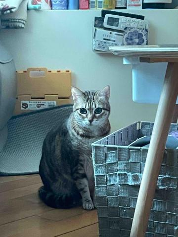 Debby.petgrooming_petsitter.hk -  荔枝角-寵物保母 Debby.petgrooming_petsitter.hk -  荔枝角-寵物保母