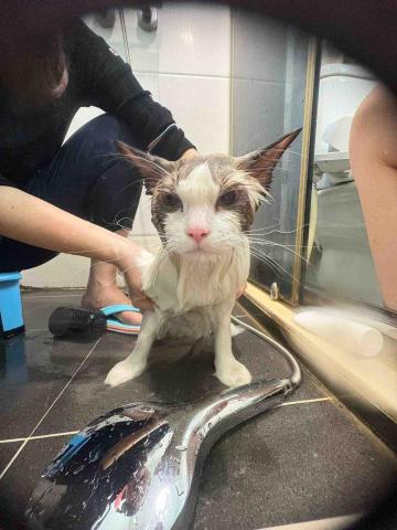 Debby.petgrooming_petsitter.hk - 元朗-貓沖涼 Debby.petgrooming_petsitter.hk - 元朗-貓沖涼