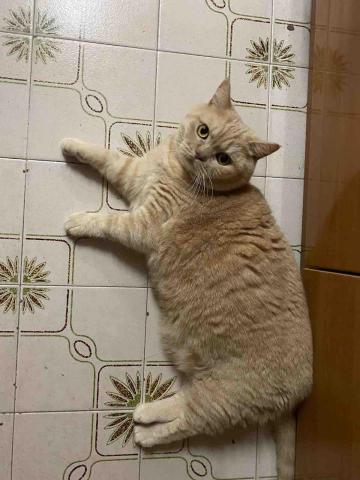 Debby.petgrooming_petsitter.hk - 屯門-餵藥 Debby.petgrooming_petsitter.hk - 屯門-餵藥