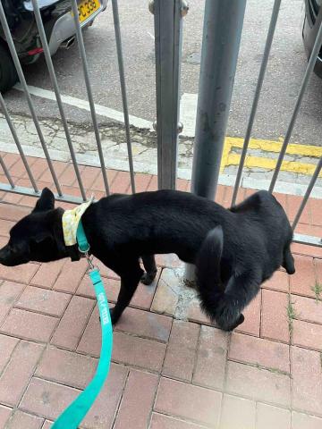 Debby.petgrooming_petsitter.hk - 筲箕灣-遛狗 Debby.petgrooming_petsitter.hk - 筲箕灣-遛狗