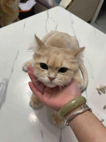 留下喵步 -  留下喵步 -