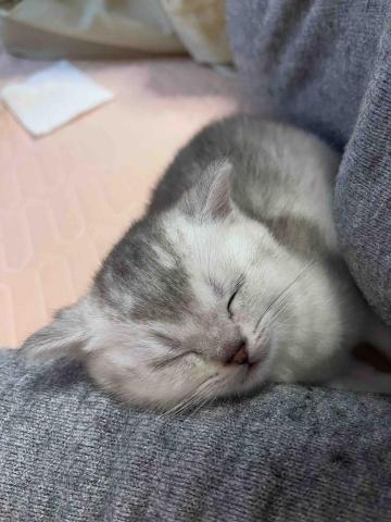 留下喵步 -  留下喵步 -