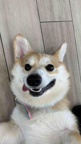 B.trainer -  B.trainer -