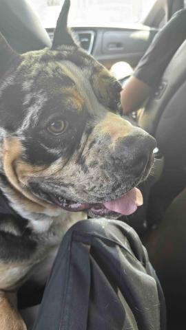 B.trainer -  B.trainer -