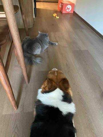 B.trainer -  B.trainer -