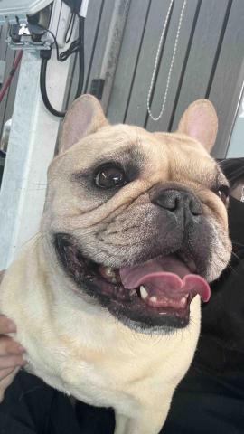 B.trainer -  B.trainer -