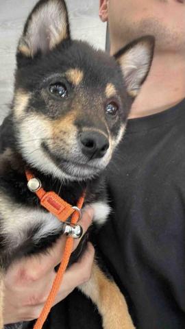 B.trainer -  B.trainer -