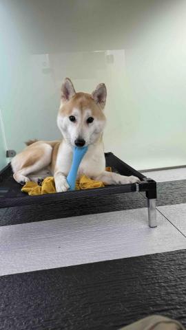 B.trainer -  B.trainer -