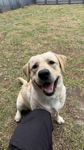 B.trainer -  B.trainer -