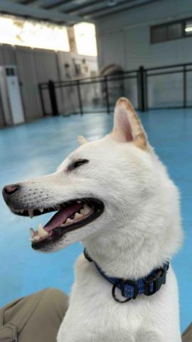 B.trainer -  B.trainer -