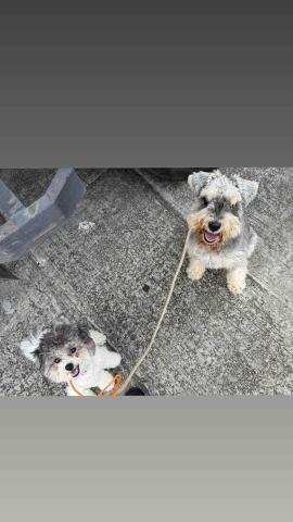 B.trainer -  B.trainer -