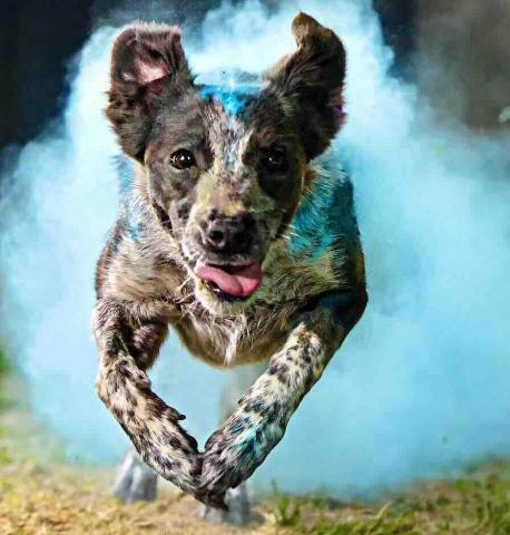 B.trainer -  B.trainer -