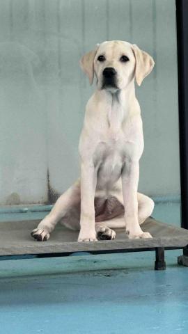 B.trainer -  B.trainer -