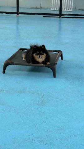 B.trainer -  B.trainer -