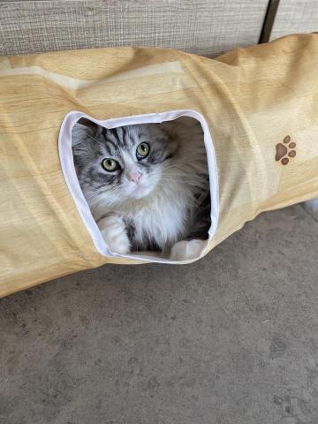 Kay - 另一位客戶的緬因貓4歲，很喜歡玩，每次也會和他玩一輪，十分跳皮。