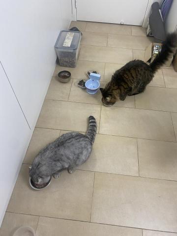 Kay - 其中一位定期客戶，上門同佢地摸摸後就喂罐頭食先，之後我便會整理其他事務如清潔，換水