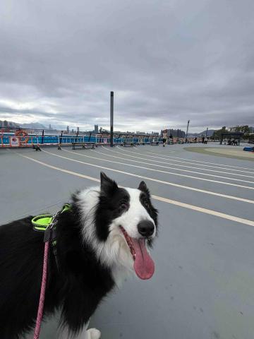 上門寵物保姆| 曼迪 -  上門寵物保姆| 曼迪 -