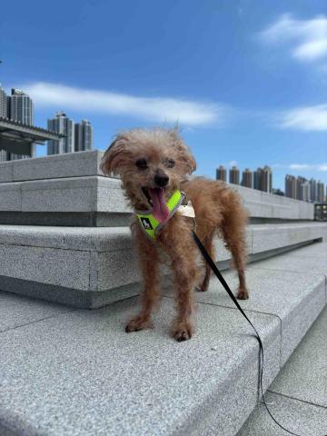 上門寵物保姆| 曼迪 -  上門寵物保姆| 曼迪 -