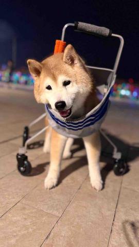 上門寵物保姆| 曼迪 -  上門寵物保姆| 曼迪 -