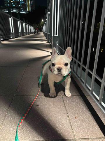 上門寵物保姆| 曼迪 -  上門寵物保姆| 曼迪 -