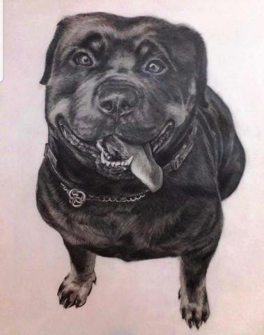 Inky_yoyo - 寵物素描