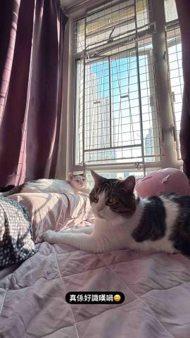 上門寵物保姆| 曼迪 -  上門寵物保姆| 曼迪 -