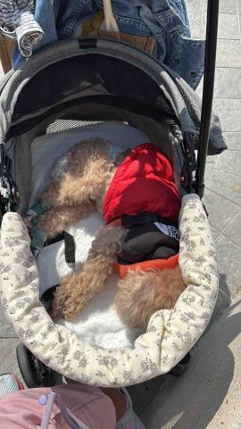 上門寵物保姆| 曼迪 -  上門寵物保姆| 曼迪 -